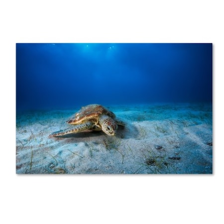 Barathieu Gabriel 'Green Turtle In The Blue' Canvas Art,12x19